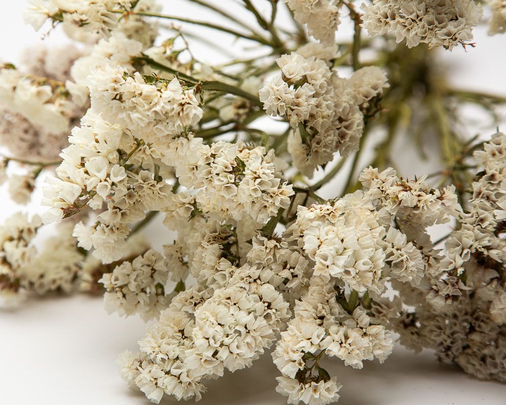 White Limonium