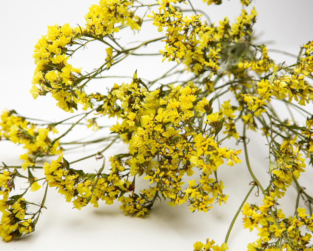 Limonium yellow