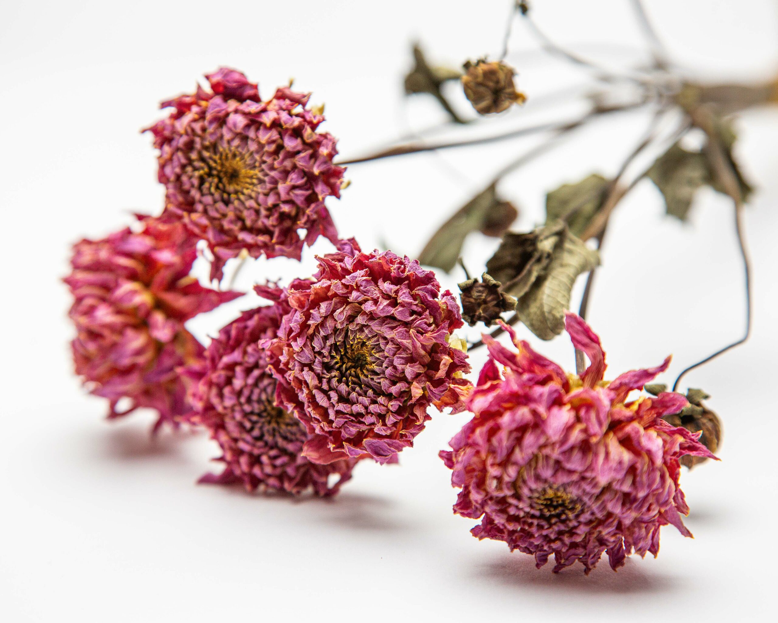 Dried dahlias