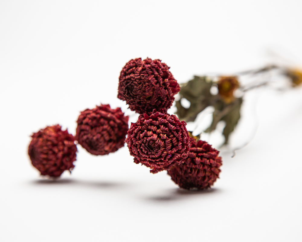 striking dried dahlias