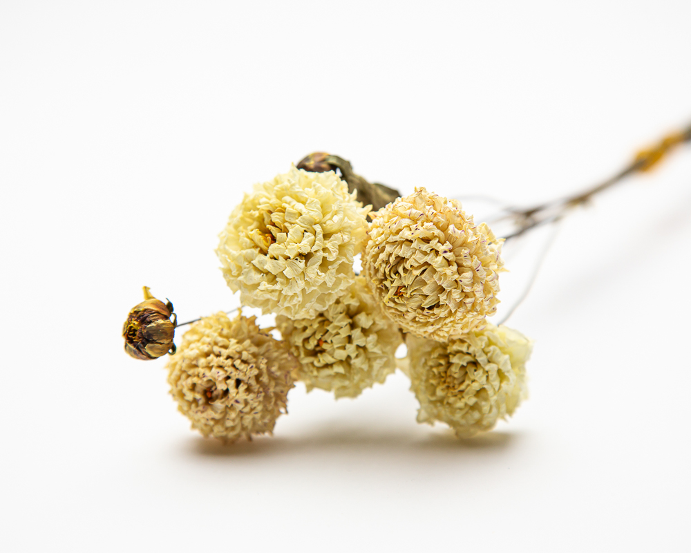 white dried flowers