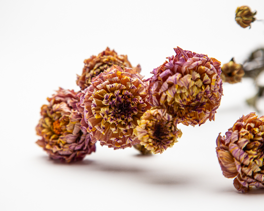 dried flowers wholesale