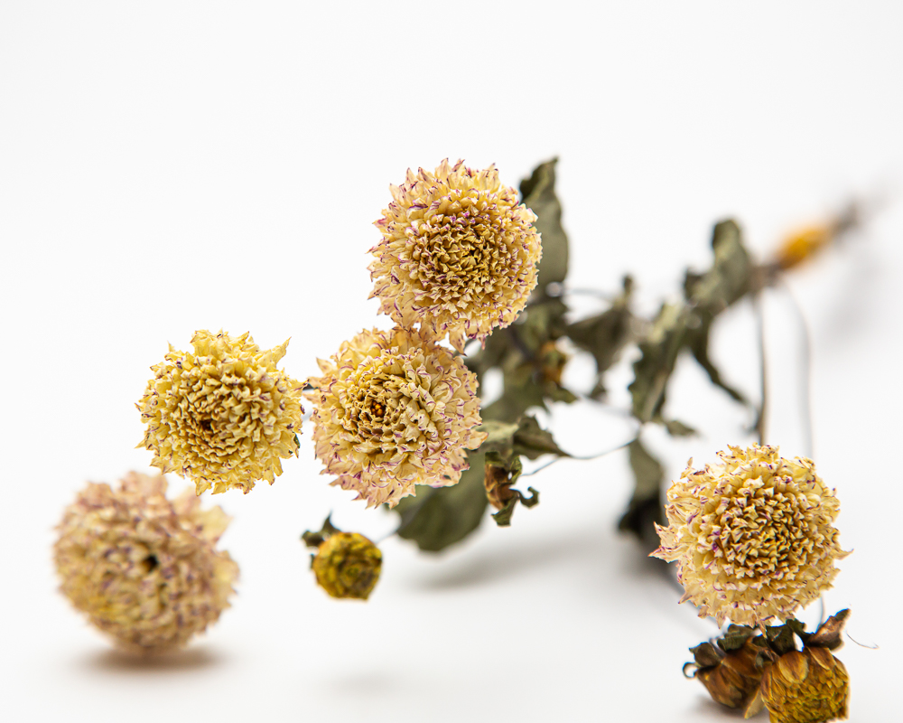 naturally dried flowers