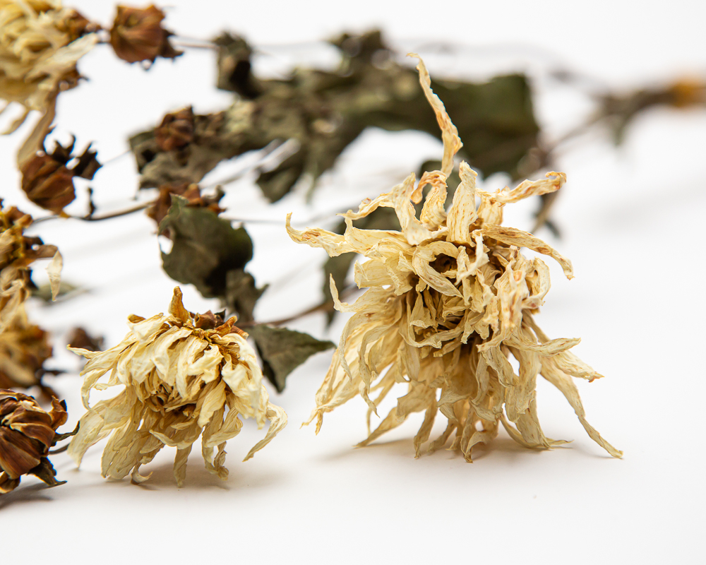 dried british flowers