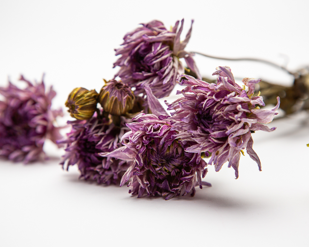 lilac dried dahlia