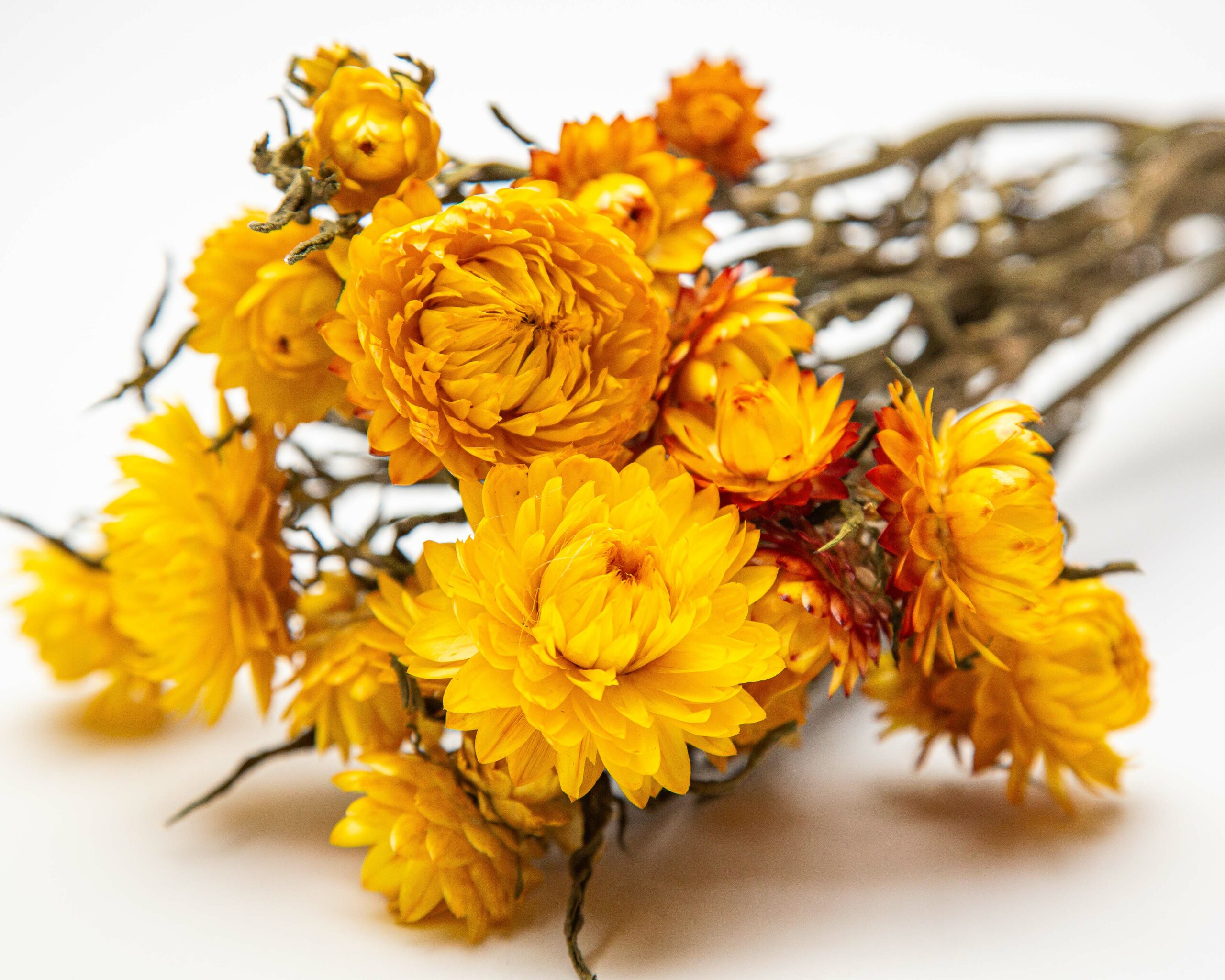 golden yellow strawflower