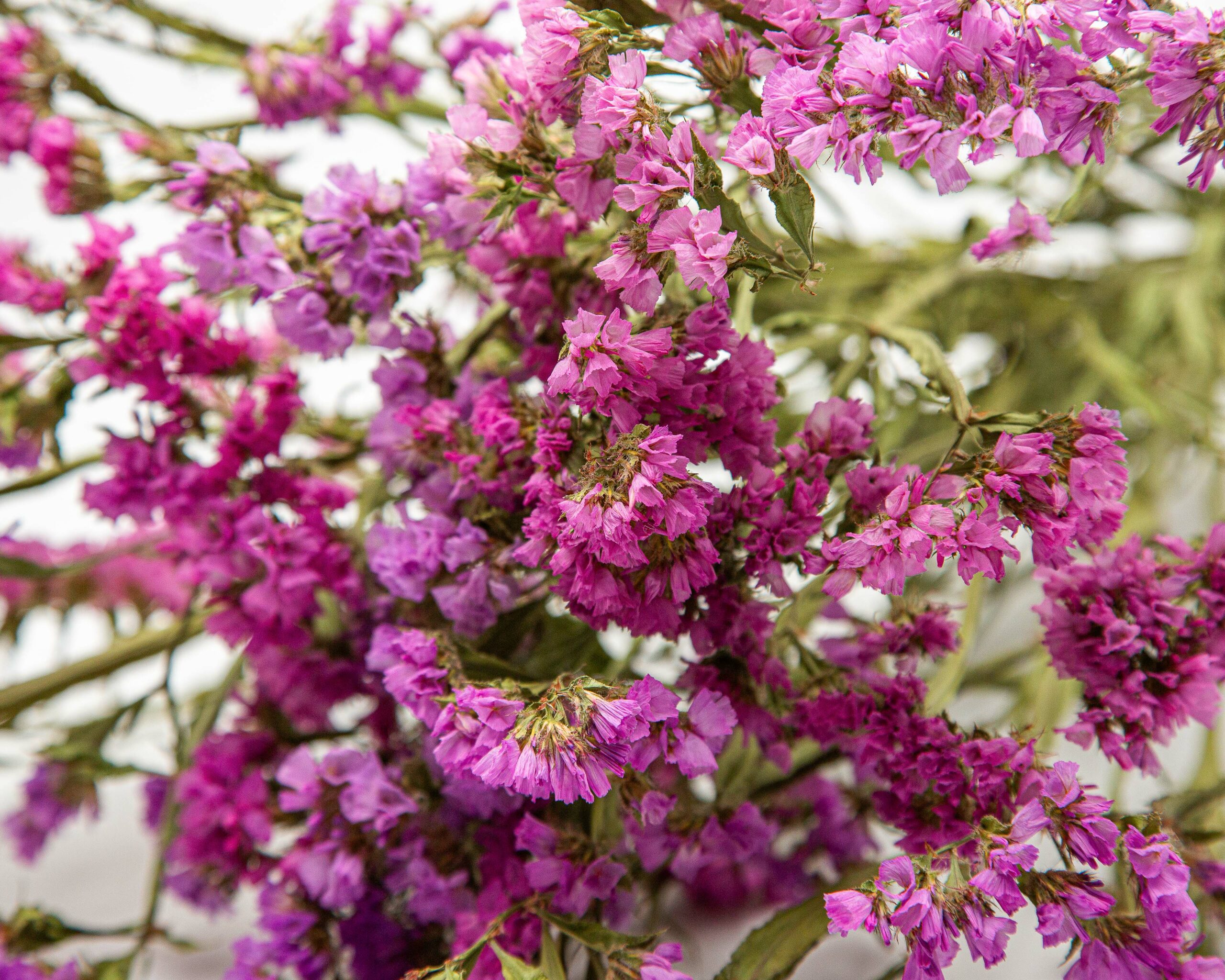 pink Limonium