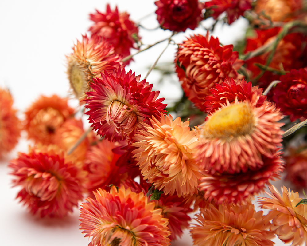 Orange Strawflower