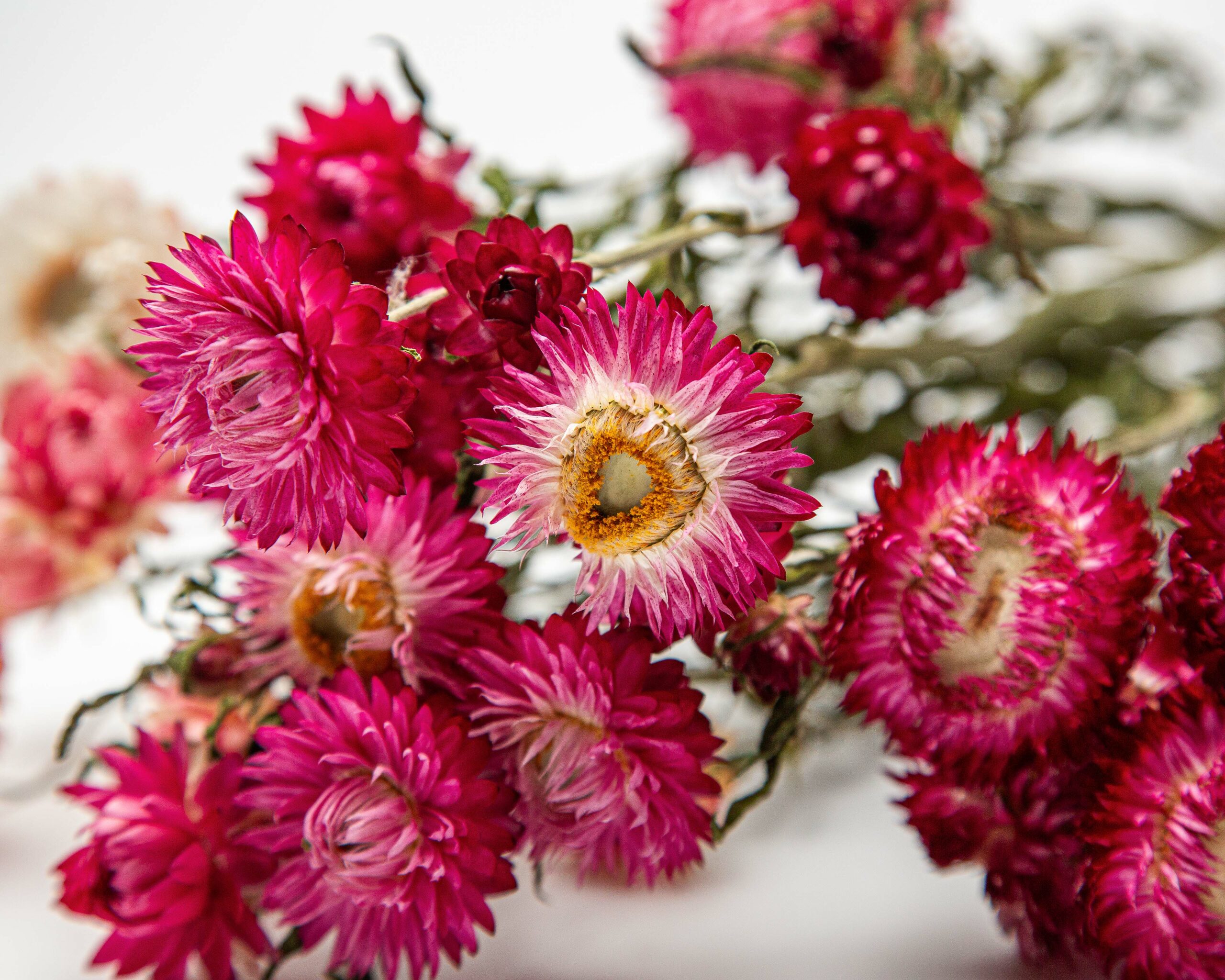 pink everlasting flowers