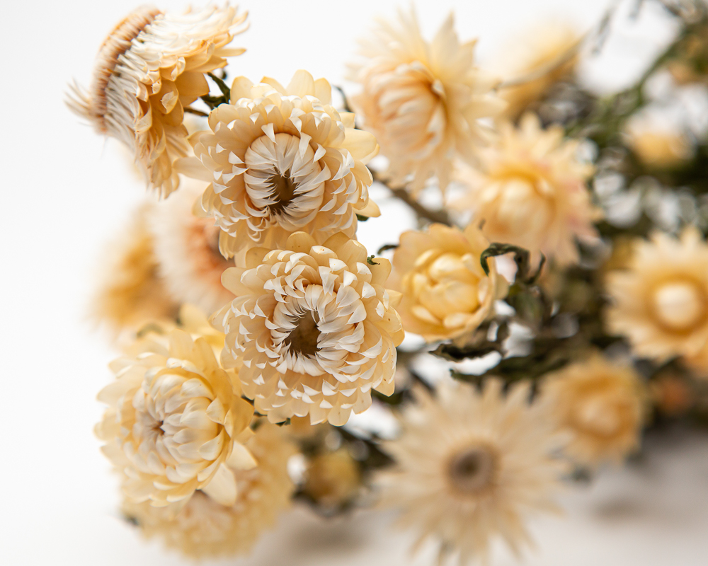 White Strawflower