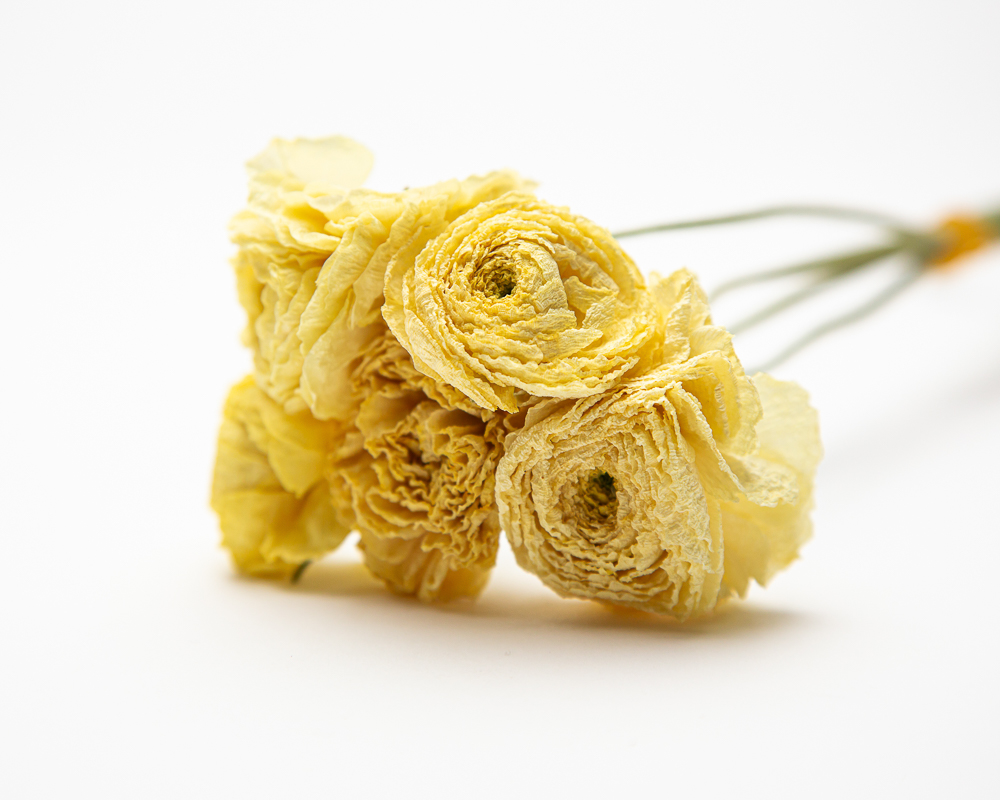 Ranunculus Crema