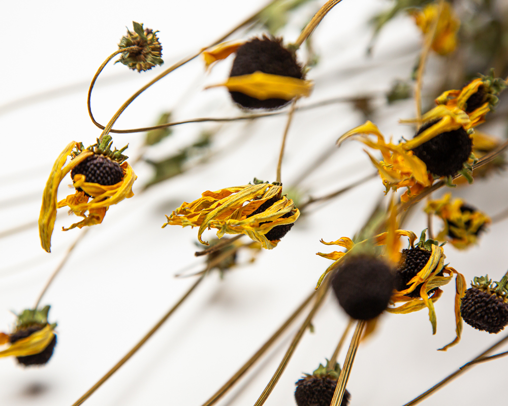 Rudbeckia Goldstrum