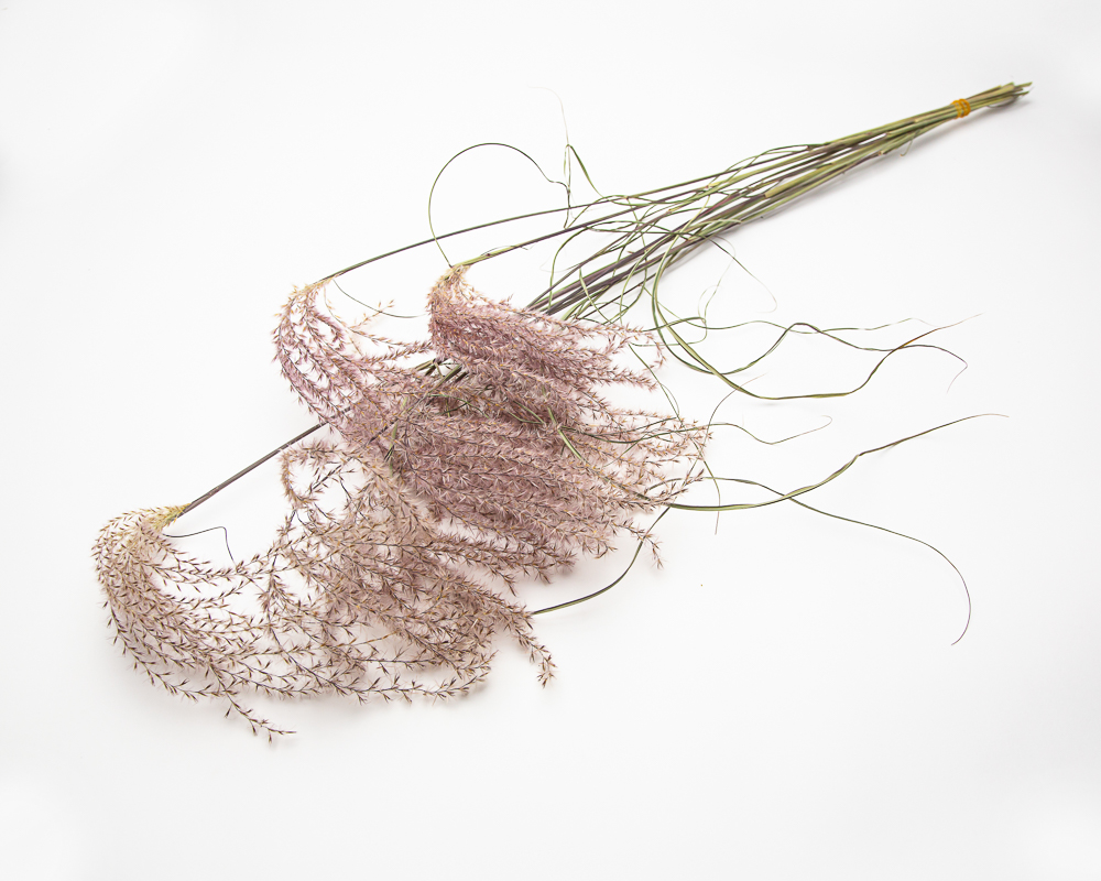 Miscanthus Flamingo Feathers