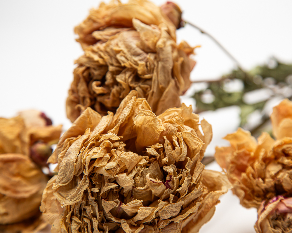 Cream dried Peony