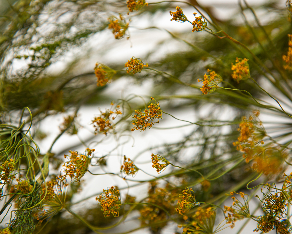 dried herbs