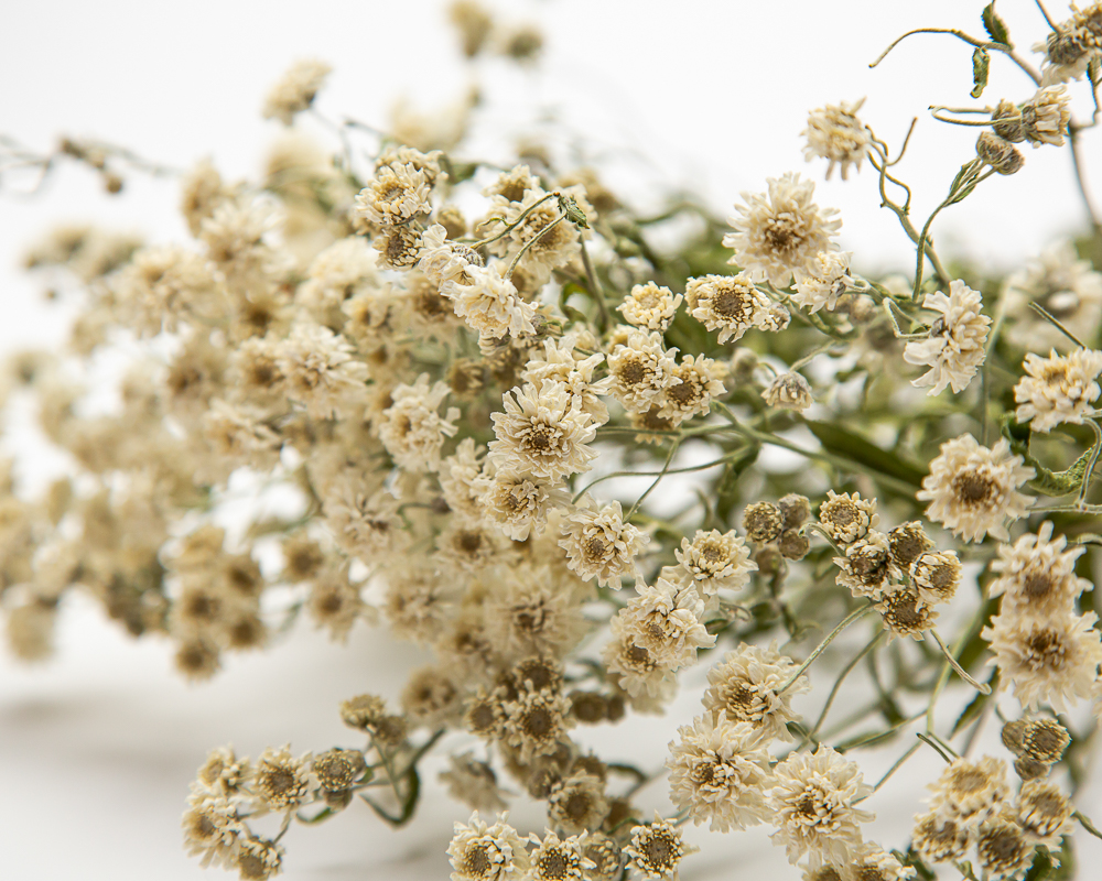 Achillea Ptarmica The Pearl