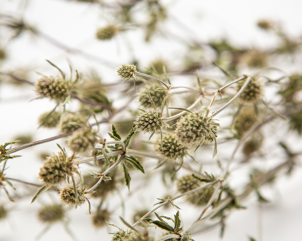 silver thistles