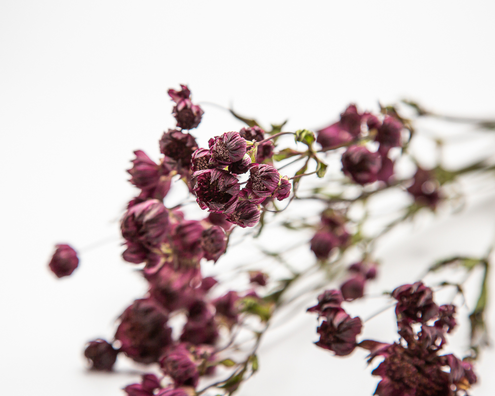 Astrantia dried