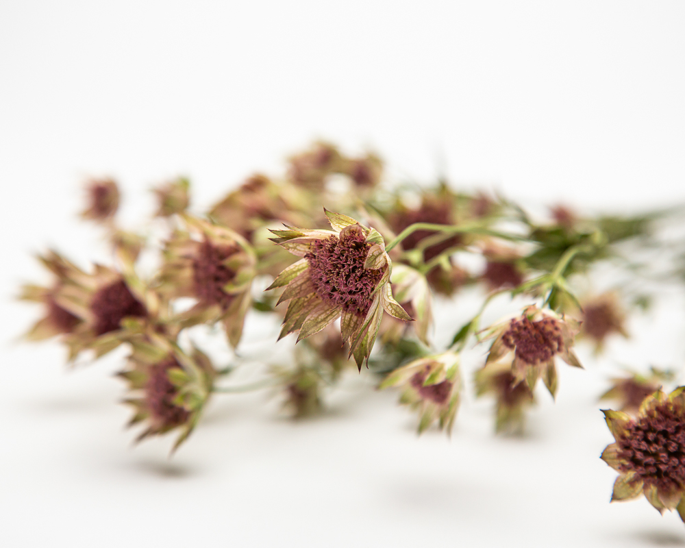 Dried astrantia