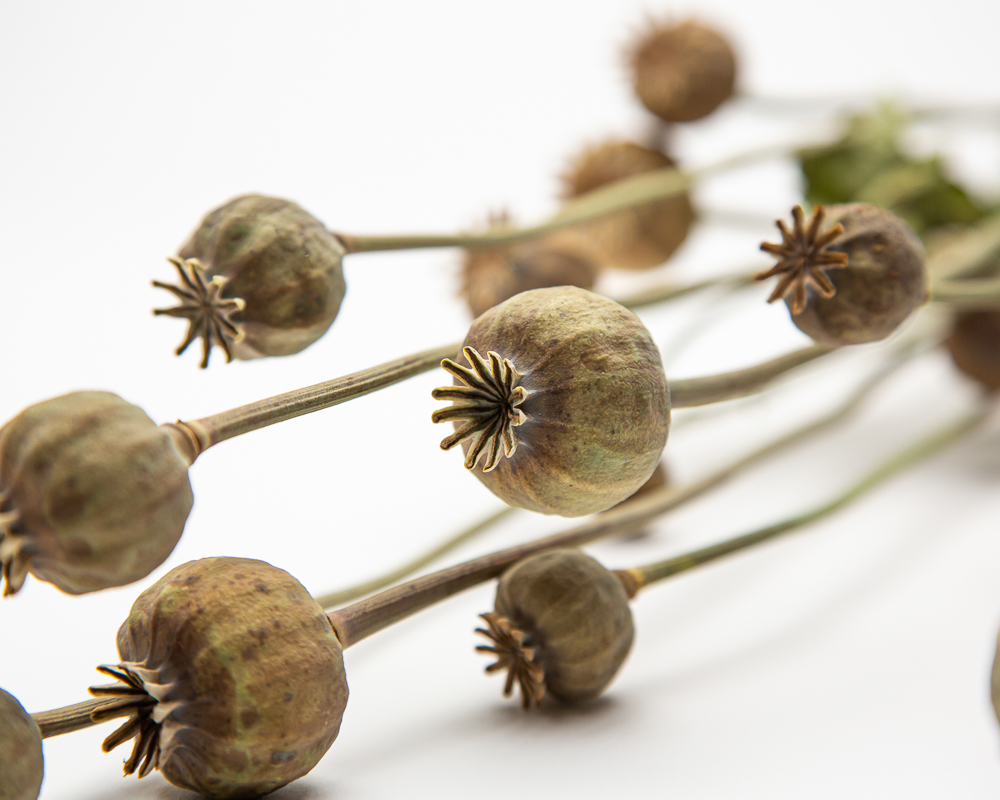 Poppy seed heads