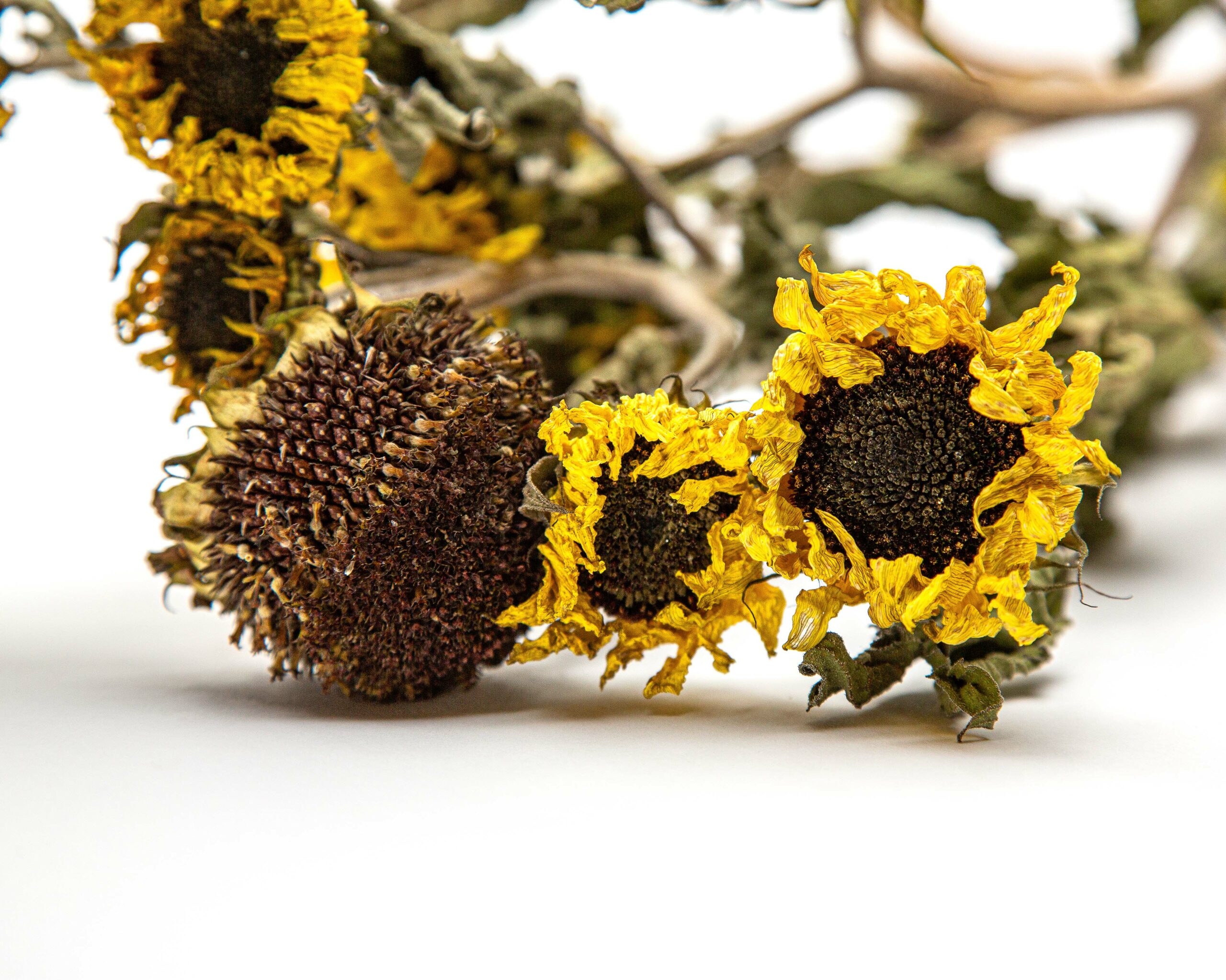 dried helianthus