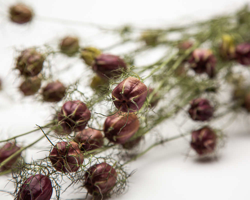 Nigella Black Pod