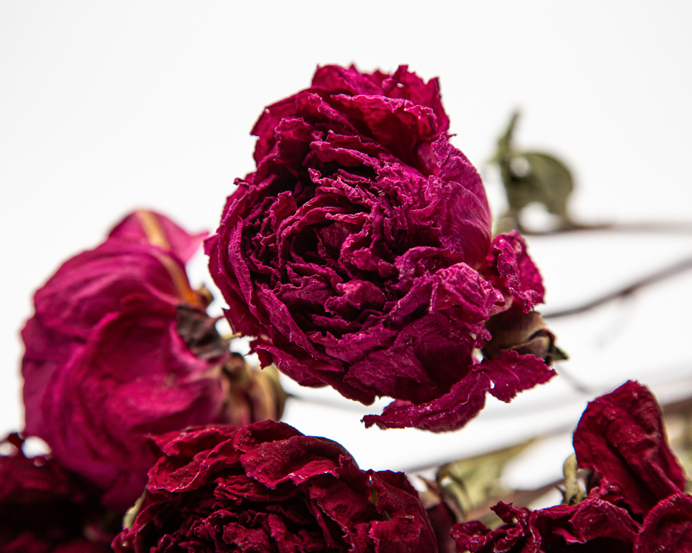 Dried peony