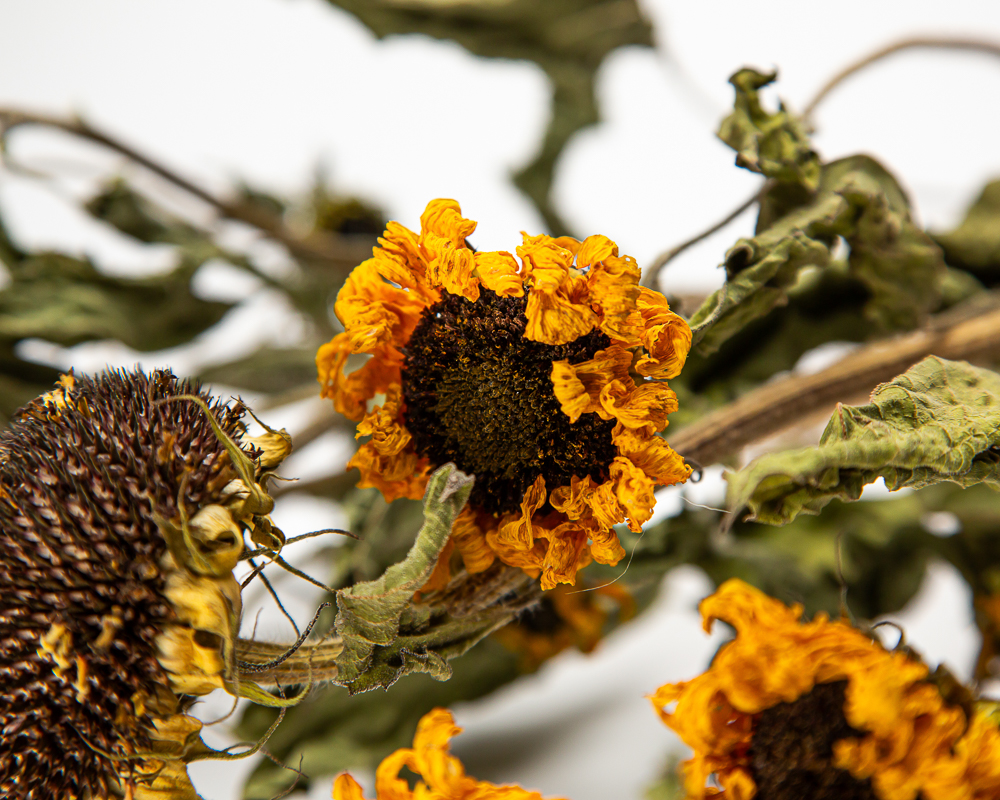 dried sunflowers