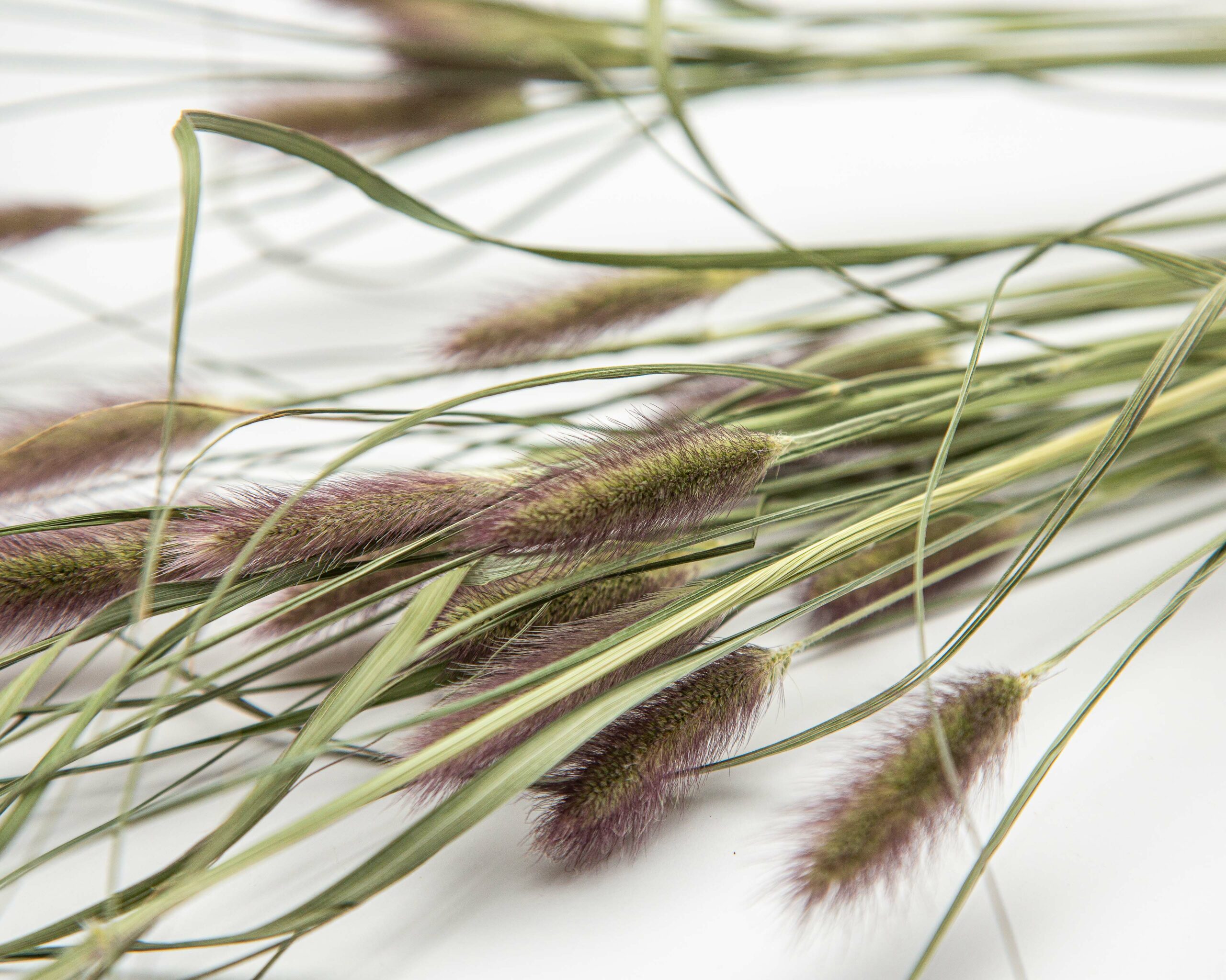 Panicum Red Buttons