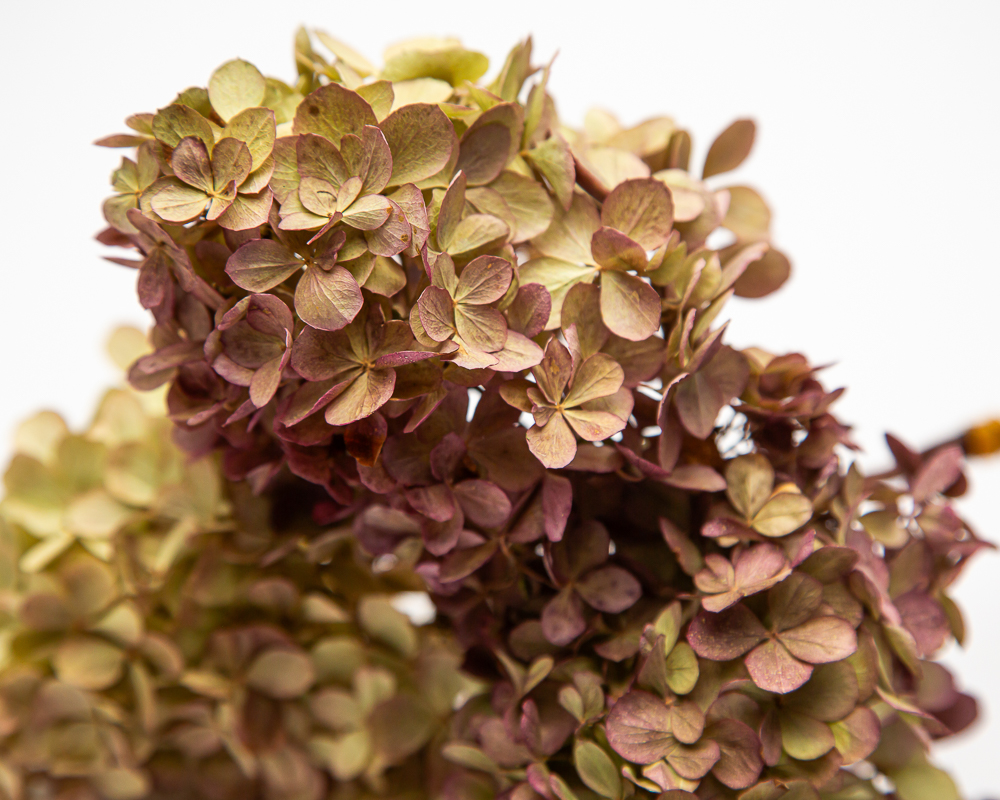 Dried Hydrangea