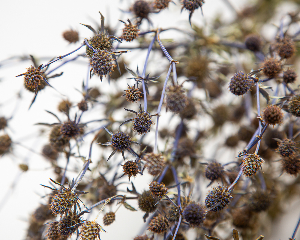 blue thistle like flowers