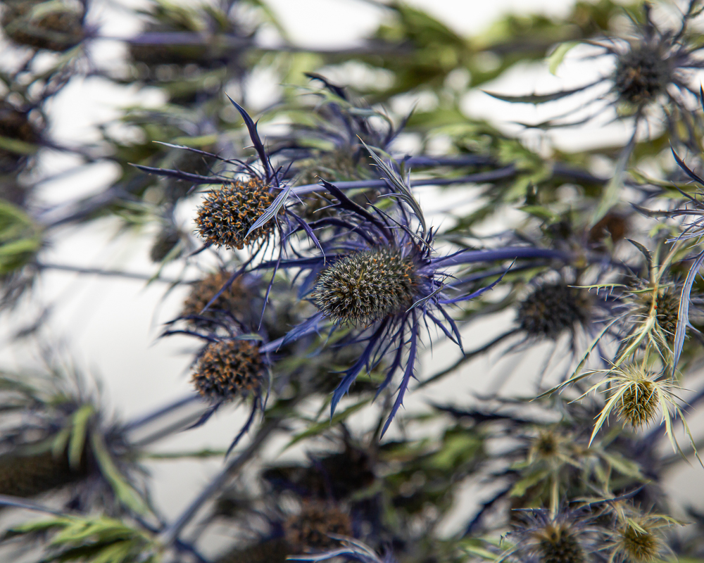 dried flowers home decoration