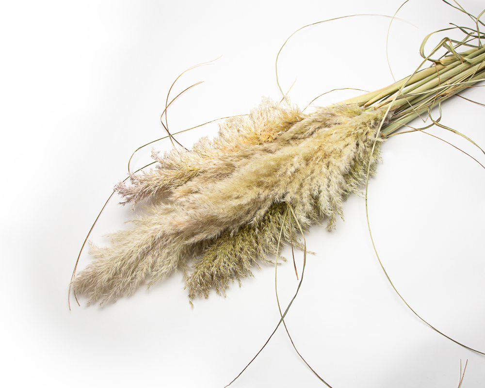 Pampas grass dried