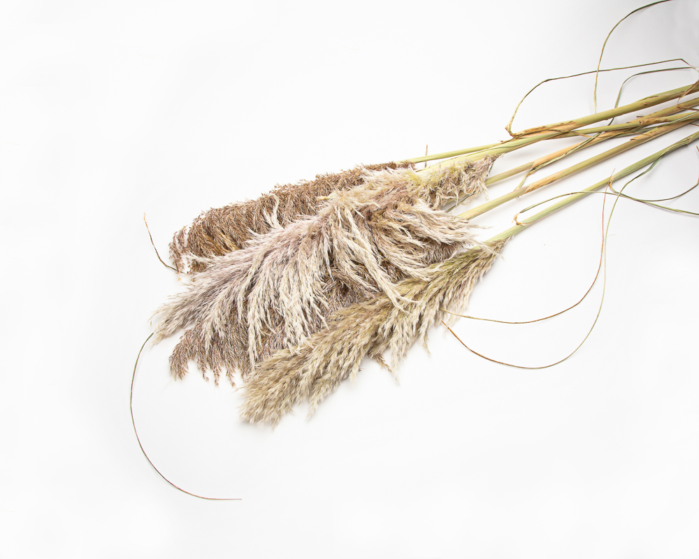 Dried Pampas grass