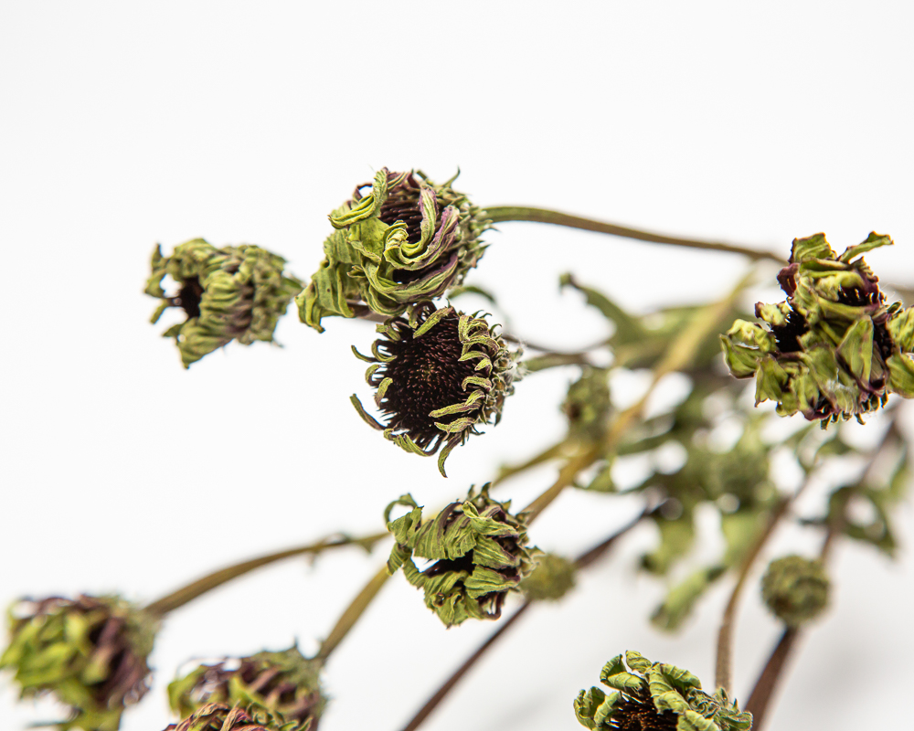 everlasting flowers for the home