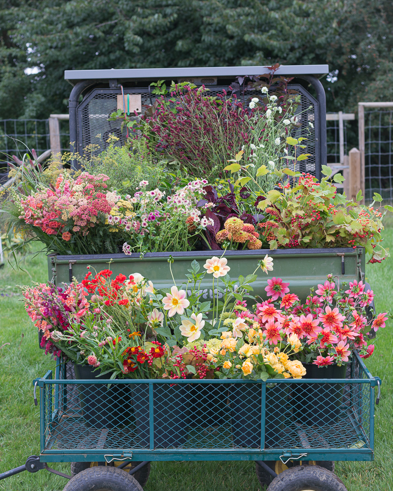 British flower farm